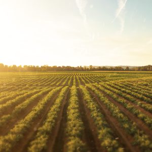 4.000 ha , Mato Grosso, SINOP, beira do asfalto