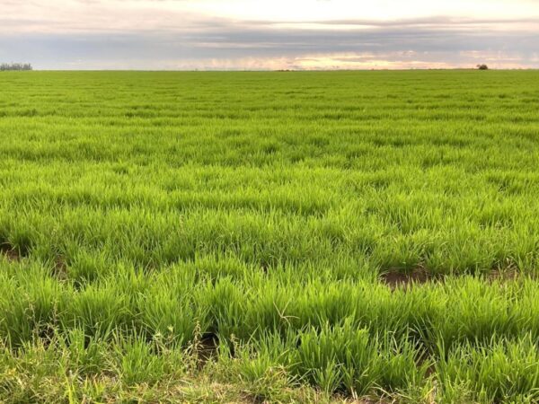 720 hectares Uruguaiana, região nobre, arroz com estrutura!