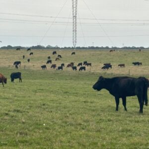 372 ha em Rio Grande, triplo perfil, excepcional, 500 metros da BR 471