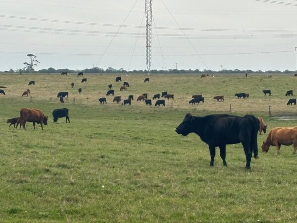 372 ha em Rio Grande, triplo perfil, excepcional, 500 metros da BR 471